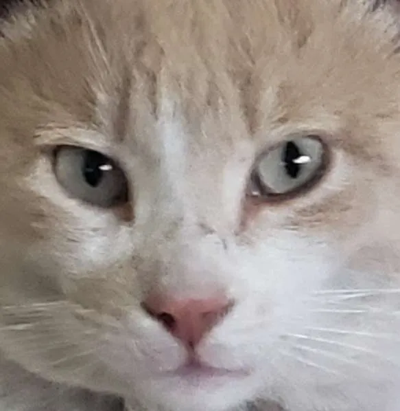 Gato Amarillo, un gato color crema